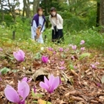 森の中で可憐な花を咲かせる「シクラメン・ヘデリフォリウム」＝神戸市灘区、六甲高山植物園