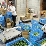 売店の奥で進む出荷作業＝洲本市宇山、平岡農園