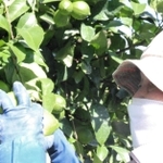 レモンを収穫する従業員＝洲本市宇山、平岡農園