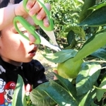 ミカン狩りを楽しむ子ども＝洲本市宇山、平岡農園