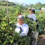ミカンの手入れをする平岡滋さん（左）と良太さん＝洲本市宇山、平岡農園