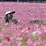 ピンクのじゅうたんのように花が咲き誇るコスモス畑＝丹波市氷上町清住