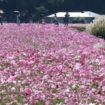 ピンクのじゅうたんのように咲き誇るコスモス＝丹波市氷上町清住