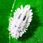 背中に黒い点が見えるクロテンコナカイガラムシのメスの成虫（兵庫県病害虫防除所提供）