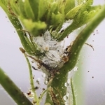 オクラの茎の先に密集するクロテンコナカイガラムシ（兵庫県病害虫防除所提供）