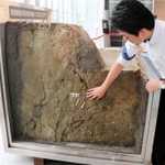 淡路市の野島断層保存館から取り寄せた断層の切り取り標本＝神戸市中央区脇浜海岸通１、人と防災未来センター