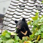 住宅地の木に登り、周りの様子をうかがうツキノワグマの子グマ＝２０１０年１０月、豊岡市日高町日置