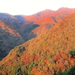 紅葉が見頃となった氷ノ山山麓周辺。朝日を浴びて輝く＝２８日朝、養父市大久保