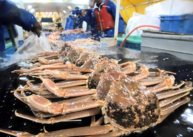 ズワイガニ漁が解禁 但馬地域の漁港から39隻出港 初競り、最高 ズワイガニ漁が解禁 但馬地域の漁港から39隻出港 初競り、最高
