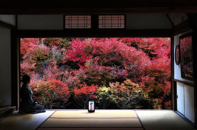 本堂裏に広がるドウダンツツジの紅葉＝７日午後、豊岡市但東町相田
