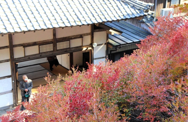 裏山から望めるドウダンツツジ＝７日午後、豊岡市但東町相田、安国寺