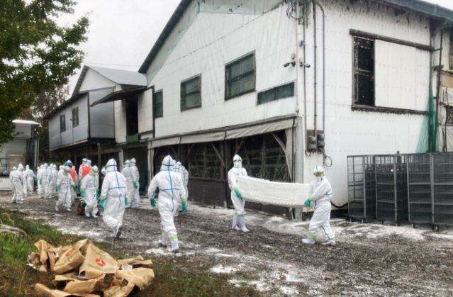 鳥インフルエンザ感染が確認された養鶏場で殺処分の作業に入る防護服姿の県職員ら＝１３日午前、たつの市内（兵庫県提供）
