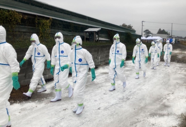 鳥インフルエンザ感染が確認された養鶏場で殺処分の作業に入る防護服姿の県職員ら＝１３日午前、たつの市内（兵庫県提供）
