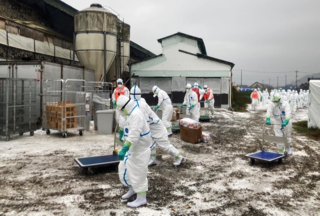 鳥インフルエンザ感染が確認された養鶏場で殺処分の作業に入る防護服姿の県職員ら＝１３日午前、たつの市内（兵庫県提供）
