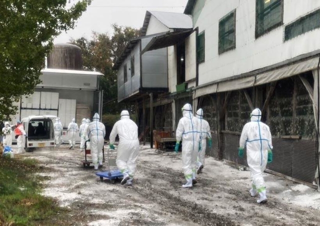 鳥インフルエンザが確認された養鶏場で防護服姿で作業する兵庫県の職員ら＝１３日午前、たつの市内（県提供）