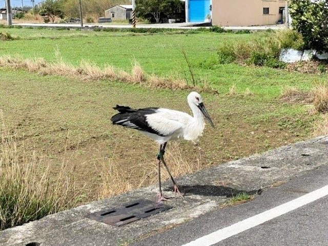 台湾で初めて確認された石川県生まれのコウノトリ（台湾野鳥保育協会提供）