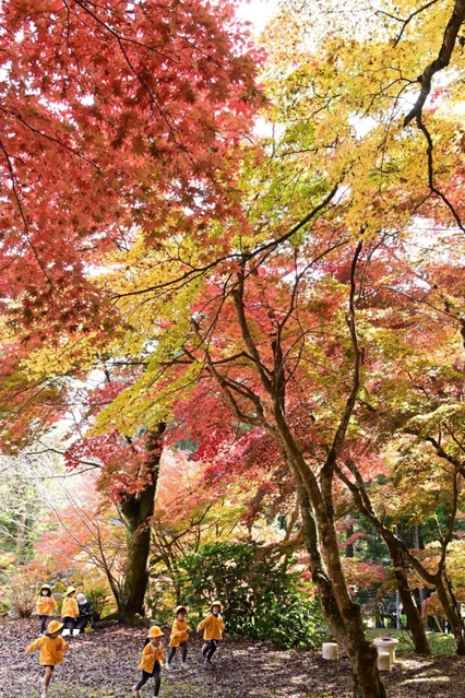 赤や黄色に色付いたモミジ。近くの保育園児らが落ち葉を披露など楽しんだ＝１１日午前、丹波篠山市東本荘、洞光寺（撮影・坂井萌香）