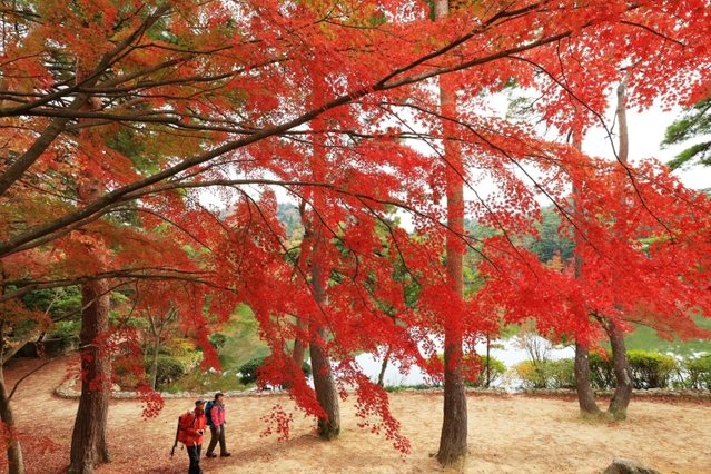 再度山のふもとを彩る紅葉＝再度公園