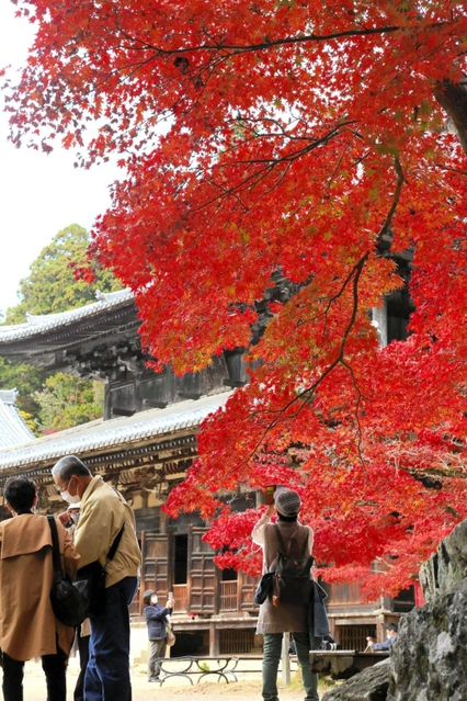 書写山円教寺大講堂前で真っ赤に色付いたモミジ＝姫路市書写