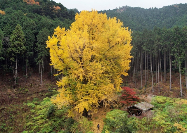 彩前線〉樹齢1300年、人里離れた巨木に宿る風格の輝き 丹波