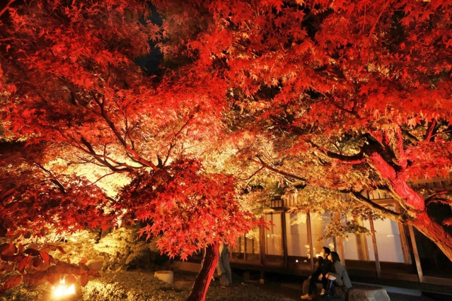 赤や黄色のライトに照らされ、あやしい雰囲気を漂わせる和庭園＝神戸市須磨区東須磨１、市立須磨離宮公園（撮影・長嶺麻子）