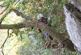 巣の前をふさぐ枝を、宙づりになりながら伐採する作業員＝但馬地域の扇ノ山周辺