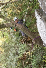 巣の前をふさぐ枝を、宙づりになりながら伐採する作業員＝但馬地域の扇ノ山周辺