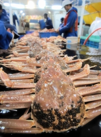 浜坂漁協から出港した「美寿丸」の網に入った松葉ガニ（ズワイガニ雄）＝６日未明、兵庫県新温泉町沖
