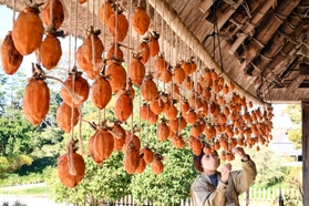 かやぶき屋根の家屋の軒先に干された渋柿＝７日午前、神戸市北区山田町藍那、あいな里山公園
