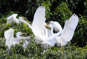 コロニーで幼鳥に餌を与えるダイサギ＝２０１８年撮影（姫路科学館提供）