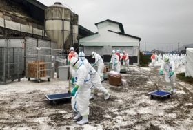 鳥インフルエンザ感染が確認された養鶏場で殺処分の作業に入る防護服姿の県職員ら＝１３日午前、たつの市内（兵庫県提供）