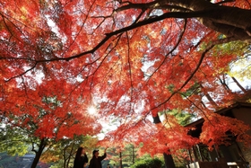 鮮やかに色づき始めた木々＝神戸市北区山田町下谷上、再度公園