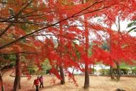 再度山のふもとを彩る紅葉＝再度公園