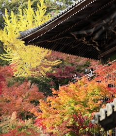晩秋の彩りに華やぐ書写山円教寺＝姫路市書写