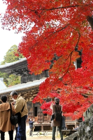 書写山円教寺大講堂前で真っ赤に色付いたモミジ＝姫路市書写