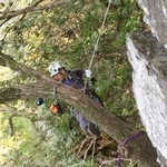 巣の前をふさぐ枝を、宙づりになりながら伐採する作業員＝但馬地域の扇ノ山周辺