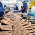 浜坂漁協から出港した「美寿丸」の網に入った松葉ガニ（ズワイガニ雄）＝６日未明、兵庫県新温泉町沖