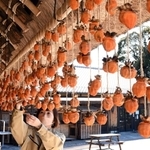 かやぶき屋根の家屋の軒先に干された渋柿＝７日午前、神戸市北区山田町藍那、あいな里山公園