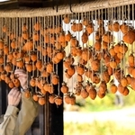 かやぶき屋根の家屋の軒先に干された渋柿＝７日午前、神戸市北区山田町藍那、あいな里山公園