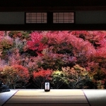 本堂裏に広がるドウダンツツジの紅葉＝７日午後、豊岡市但東町相田