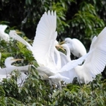 コロニーで幼鳥に餌を与えるダイサギ＝２０１８年撮影（姫路科学館提供）