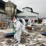 鳥インフルエンザ感染が確認された養鶏場で殺処分の作業に入る防護服姿の県職員ら＝１３日午前、たつの市内（兵庫県提供）