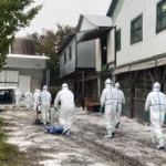 鳥インフルエンザ感染が確認された養鶏場で殺処分の作業に入る防護服姿の県職員ら＝１３日午前、たつの市内（兵庫県提供）
