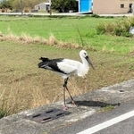 台湾で初めて確認された石川県生まれのコウノトリ（台湾野鳥保育協会提供）