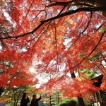 鮮やかに色づき始めた木々＝神戸市北区山田町下谷上、再度公園