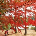 再度山のふもとを彩る紅葉＝再度公園