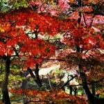 ライトアップされ、色とりどりに浮かび上がったもみじ山＝宍粟市山崎町元山崎