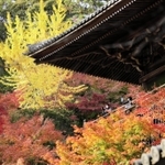 晩秋の彩りに華やぐ書写山円教寺＝姫路市書写