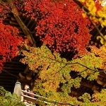 摩尼殿を覆うように鮮やかに色付く紅葉＝姫路市書写