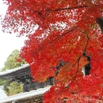 書写山円教寺大講堂前で真っ赤に色付いたモミジ＝姫路市書写